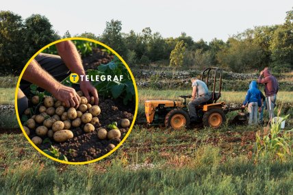 Картошка фото