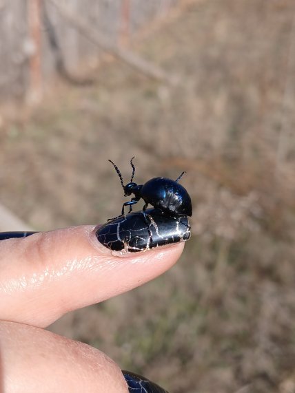Жук-майка осіння