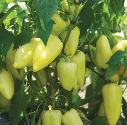 Болгарський перець Лотта