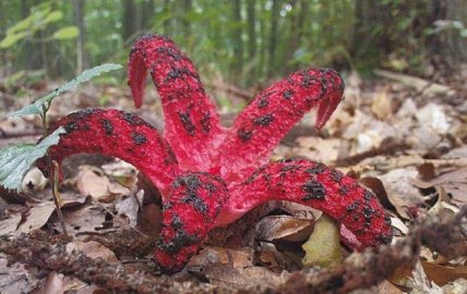 Дьявольский гриб