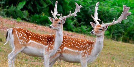 Лань европейская