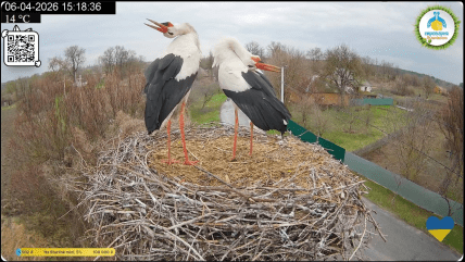 Грицик та Одарка знову разом