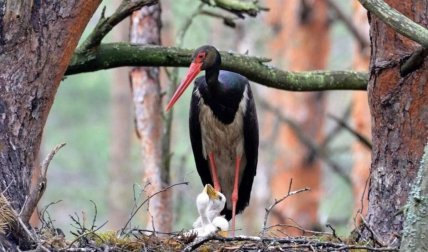 Чорний лелека