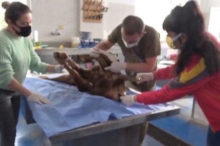 Теля-мутант народилося на фермерському господарстві у Туреччині