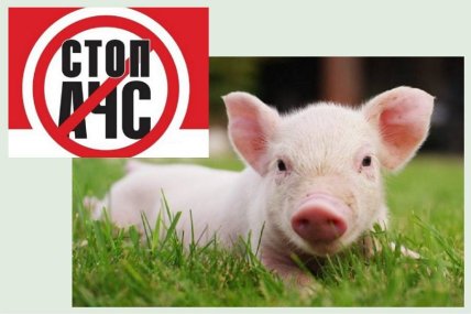 Профілактика АЧС