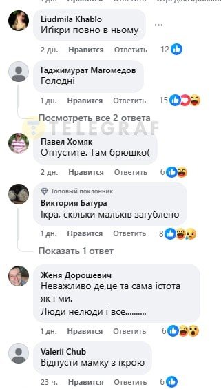 Рибалка зловив великого судака в Дніпрі