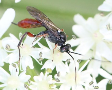 Оса-їздець на квітах