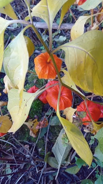 Фізаліс що відомо