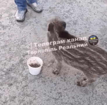 Дитинча дикого кабана