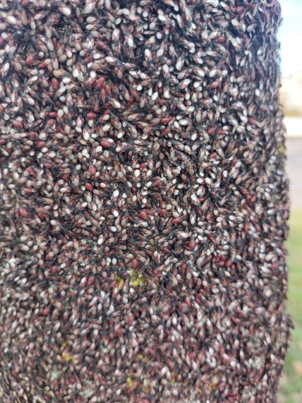 Колонія соснового клопа на стовбурі липи