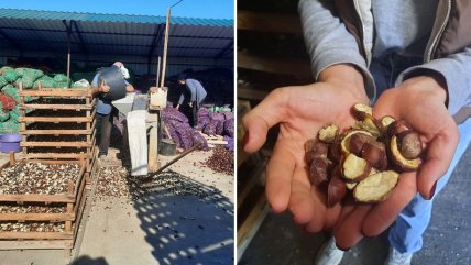 Де в Україні здають каштани