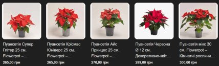 пуансентия цена