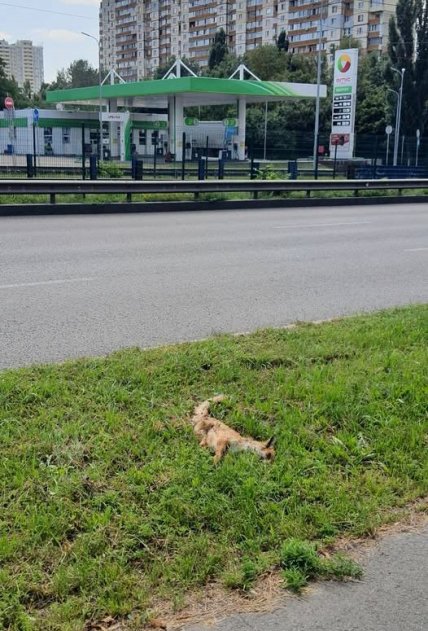 Лиса в Киеве