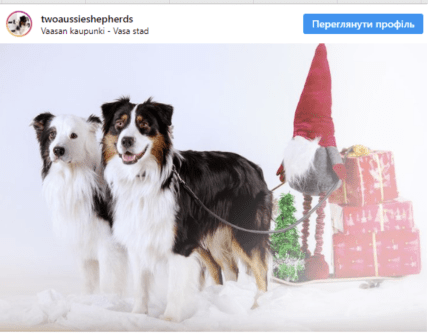 Ідея фото для собак на Різдво та Новий рік