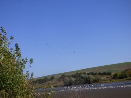 аист черный — полет в теплые края