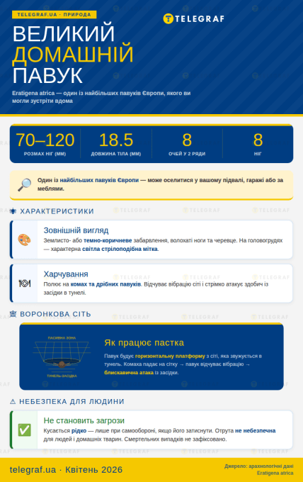 Великий домашній павук - інфографіка зроблена за допомогою ШІ