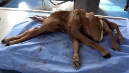 Аномальна тварина мала дві голови та шість ніг