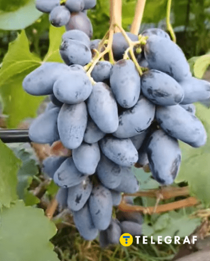 Виноград Рембо