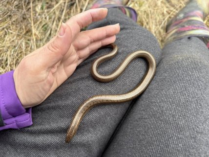 Веретельница восточная
