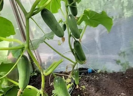 Огірок Секрет