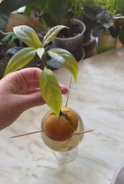 паросток з кісточки авокадо у воді