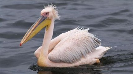 Пелікан рожевий