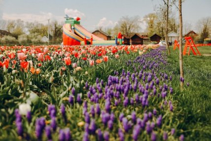 Vengreenery в Черновицкой области