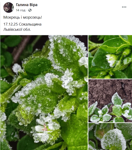 звездочник средний, или мокрец