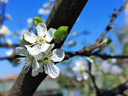 весна, фото