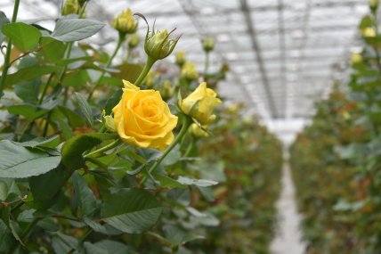 Жовті троянди