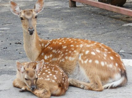 Олениха з дитинчам