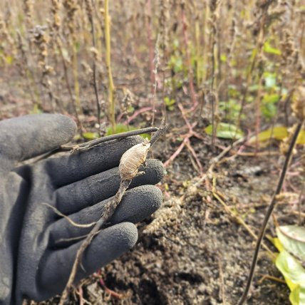 Оотека богомола