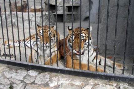 Два тигри у вольєрі