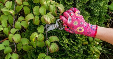 Обрезка малины до зимы