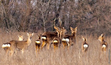 олени хортица