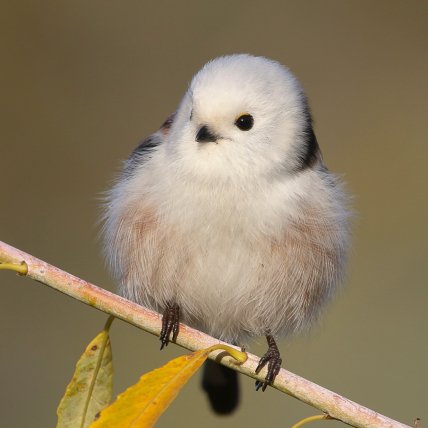 Синица длиннохвостая