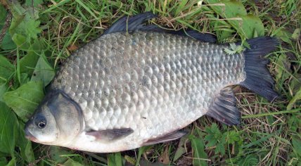 Карась серебристый