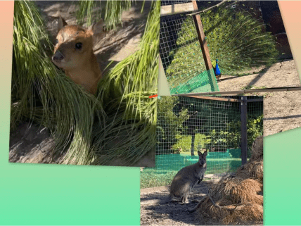 В розсаднику Гарди жили тварини