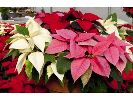 Пуансеттия или Рождественская звезда