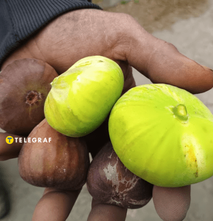 Інжир вирощений в Україні. Урожай 2025 року, Дніпропетровська область