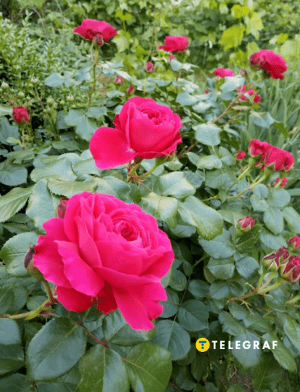 Троянда сорт Леонардо да Вінчі