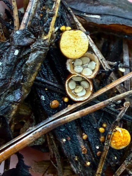 Бокальчики полосатые