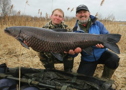 Рыба черный амур