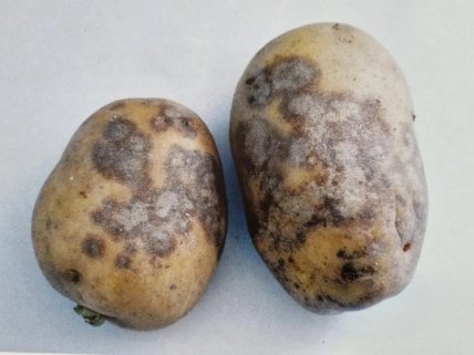 Антракноз картофель - что за черные пятна на картошке