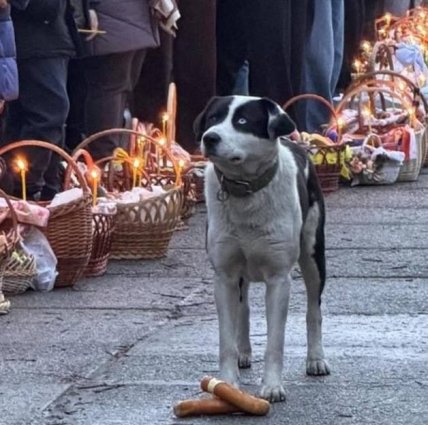 Собака с колбасой возле пасхальных корзинок