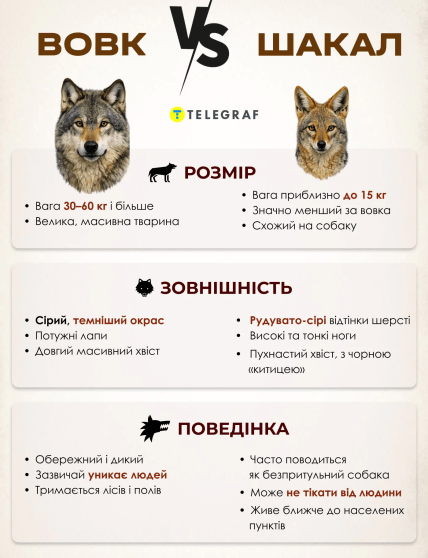 Как отличить шакала от волка