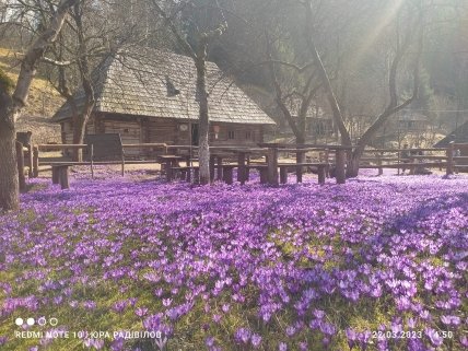 Шафраны Колочава