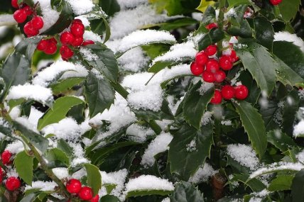 Падуб рослина