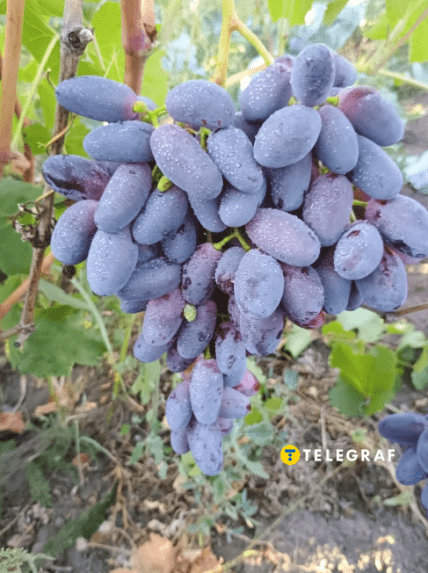 Виноград Знахідка Калугіна