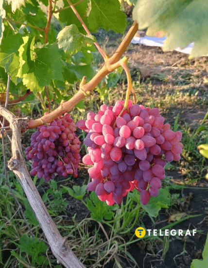 Виноград український сорт Велес Загорулька